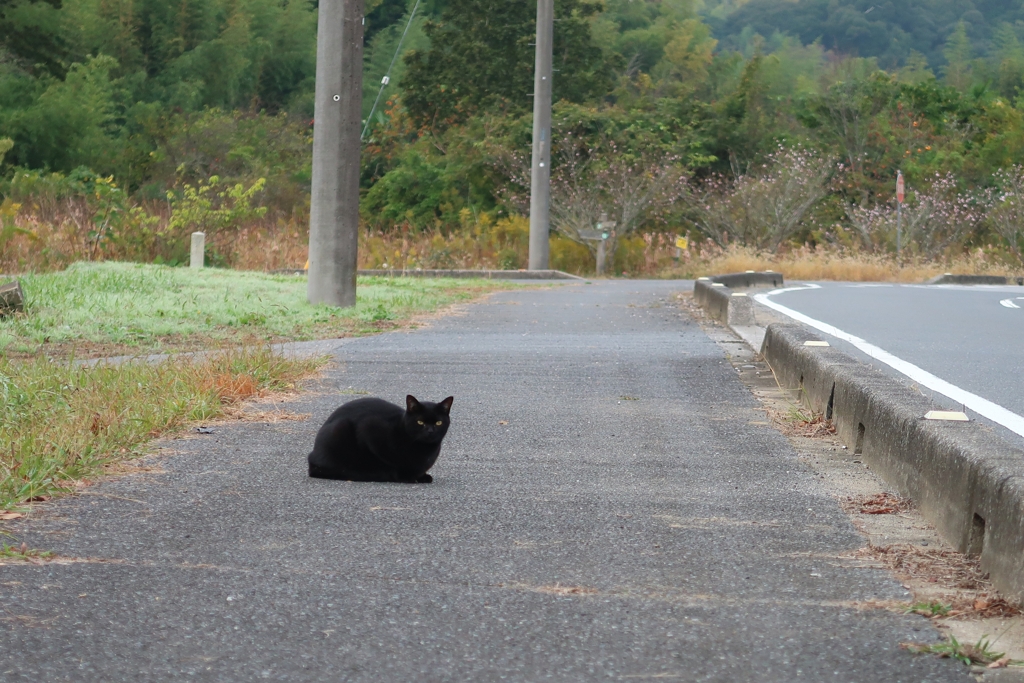 散歩道 216