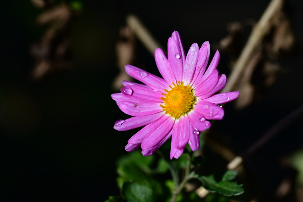 雨上がりの菊