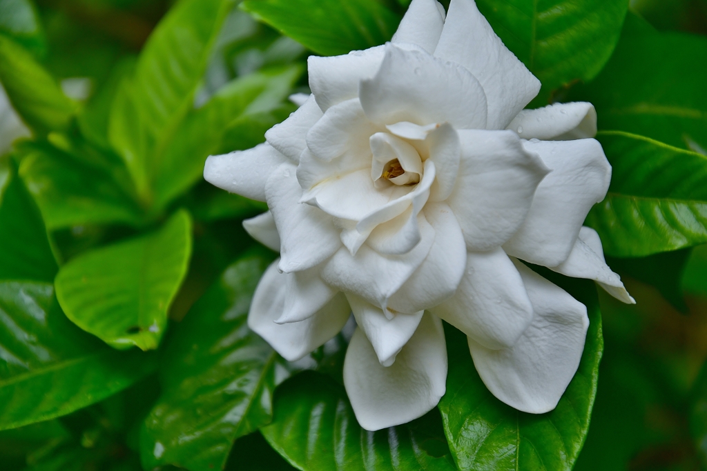 くちなしの花