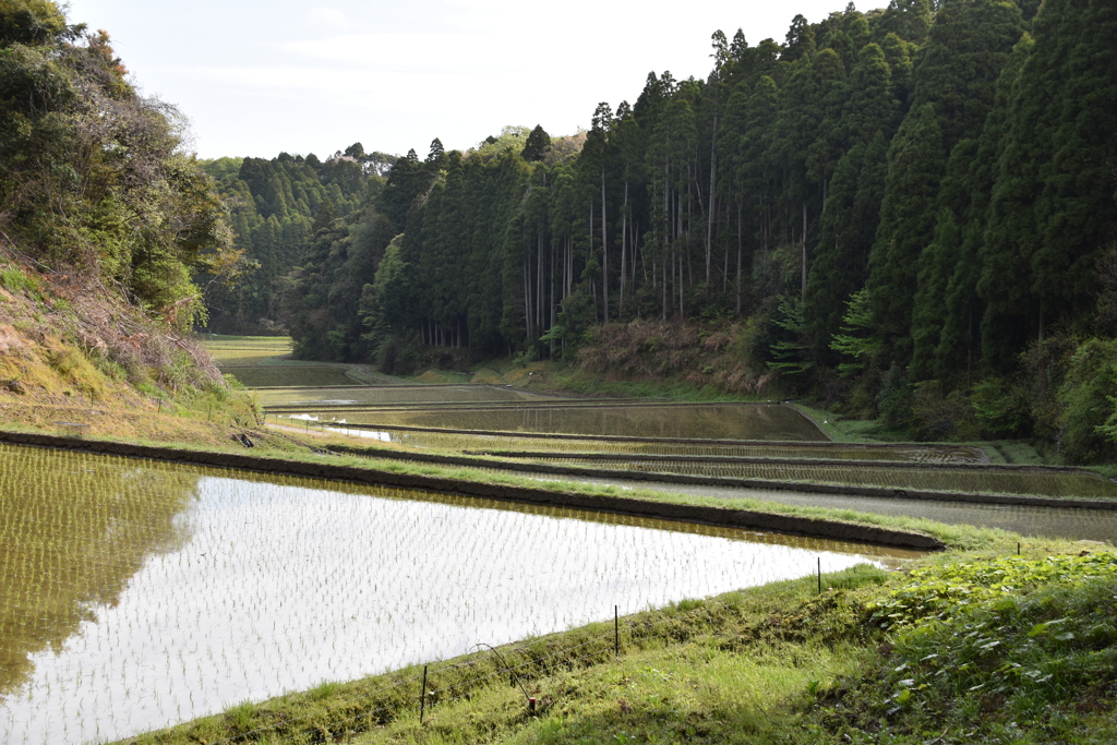 田植え　始まる