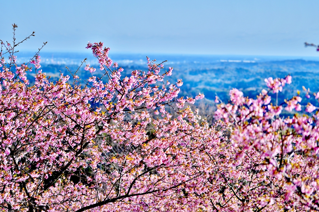 丘の上の桜