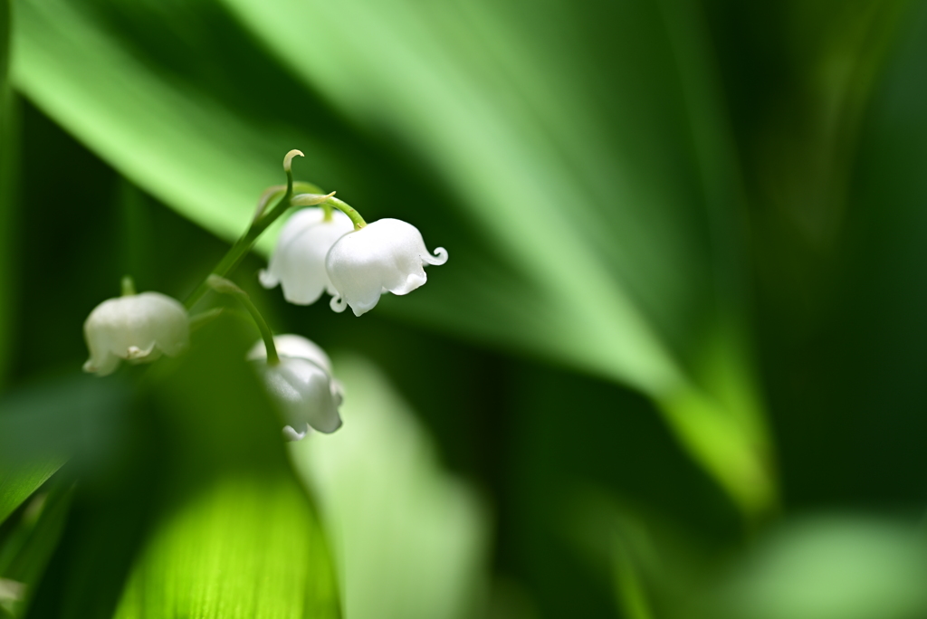 庭の君影草