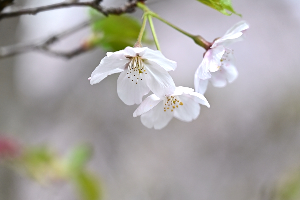 公園の桜 Ⅳ