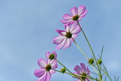 庭の花7