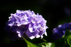 野見金公園の紫陽花 7