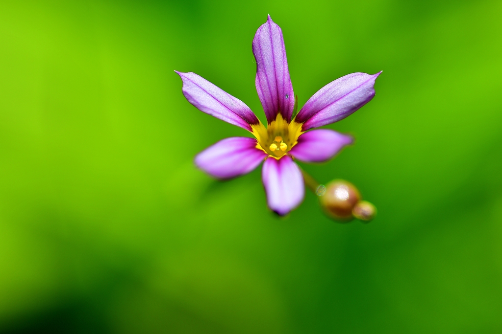 庭の小さな花