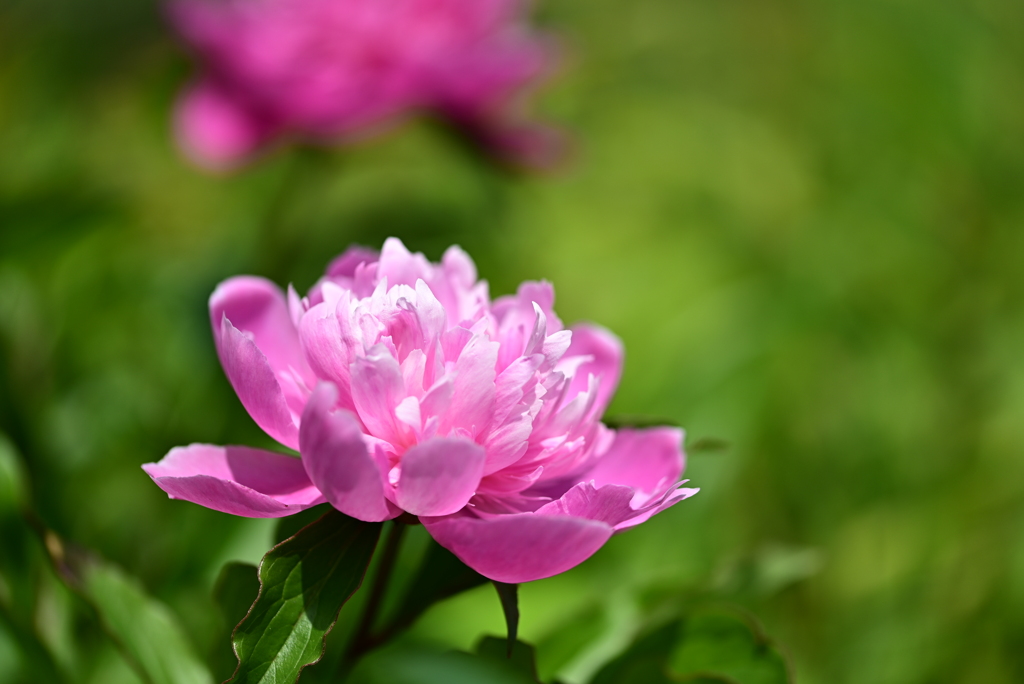 裏庭の芍薬