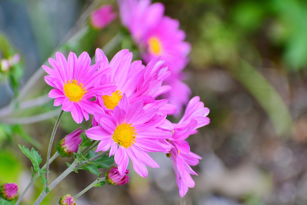 庭の花 13