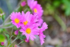 庭の花 13