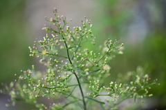 庭の雑草