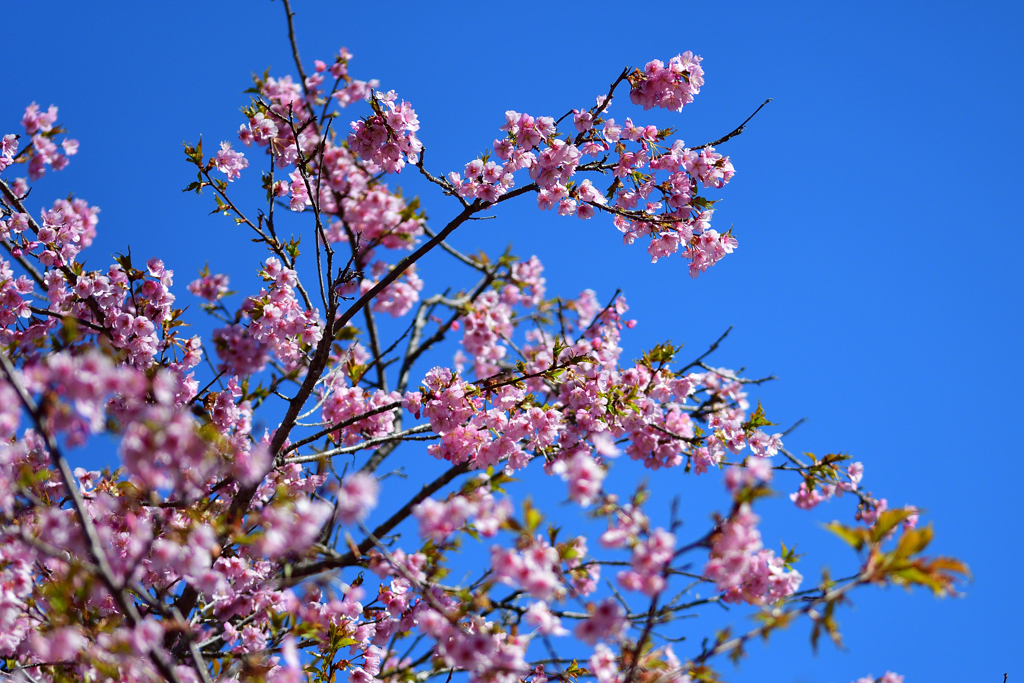 丘に咲く桜