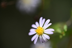 庭の野菊