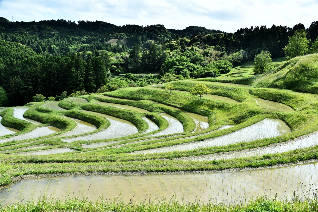 大山千枚田