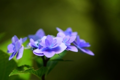 野見金公園の紫陽花 6