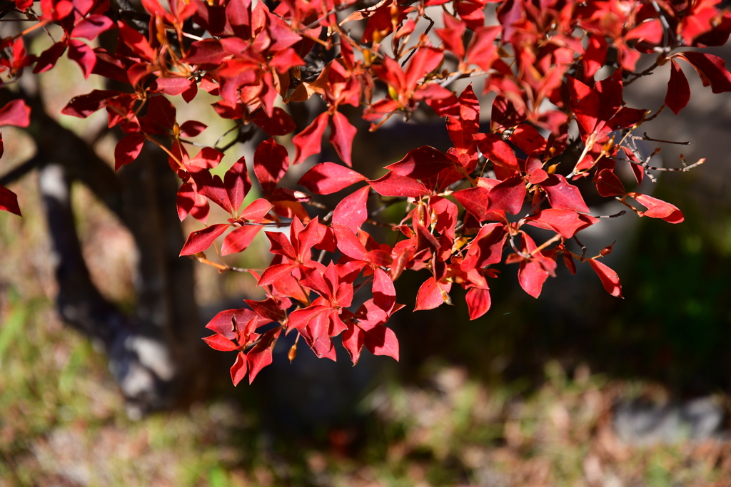 庭の紅葉