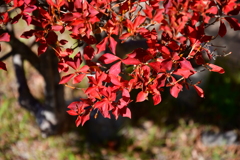 庭の紅葉