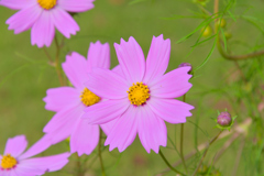 庭の花