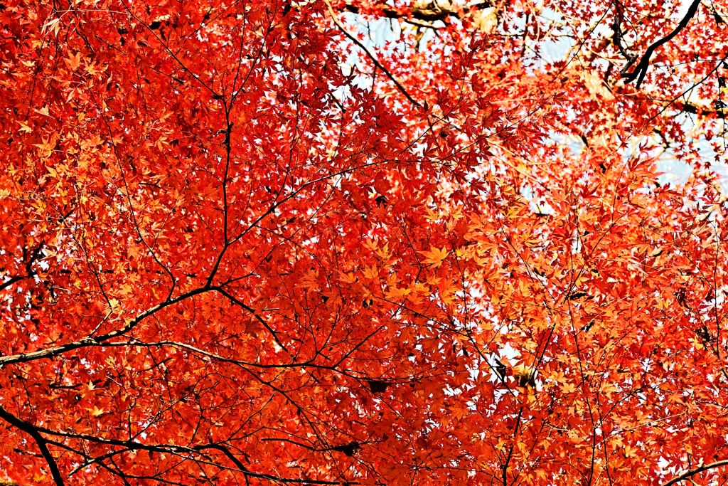 奥多摩の紅葉