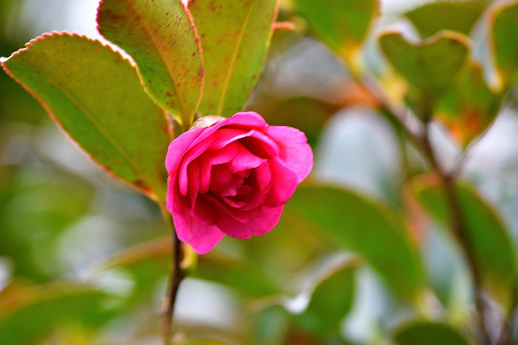 庭の山茶花