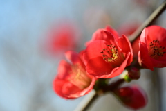 穏やかな春の日