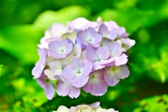 野見金公園の紫陽花 10