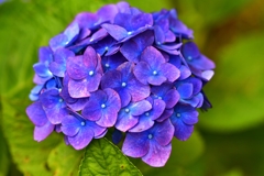 野見金公園の紫陽花 12