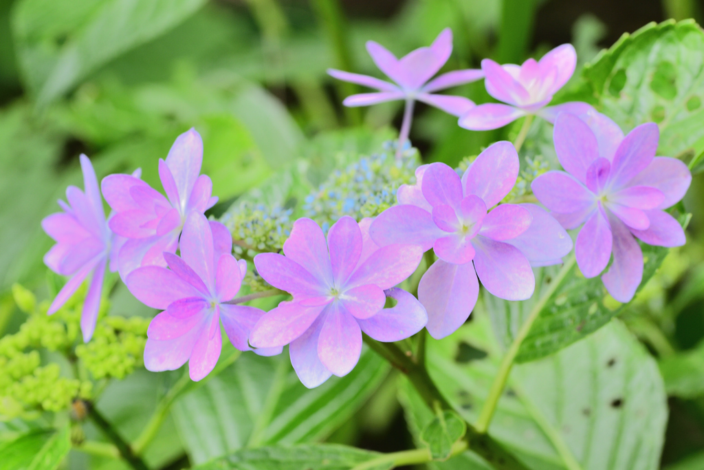 水無月の花