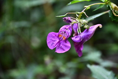 丹沢の花