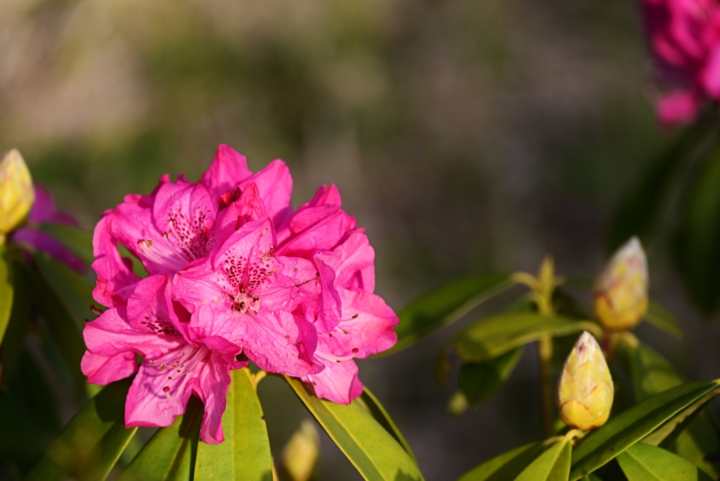 公園の花 13