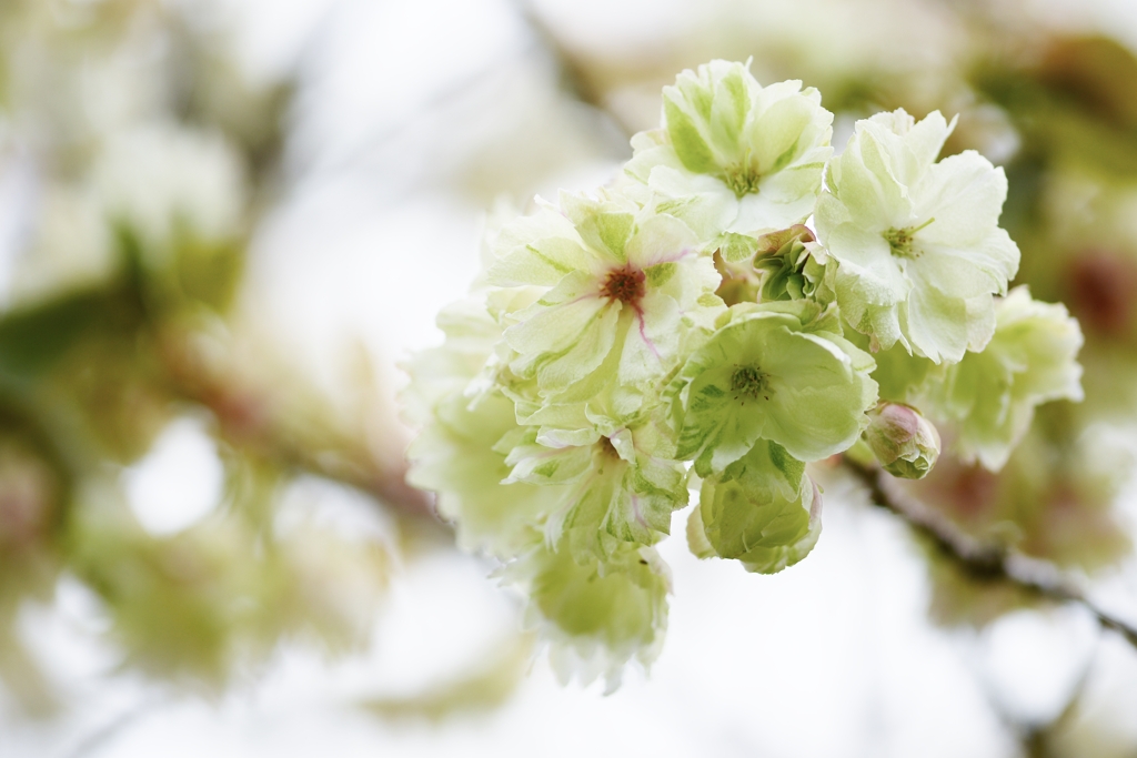 庭の鬱金桜 2