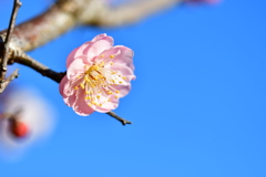 晴れやかに咲く