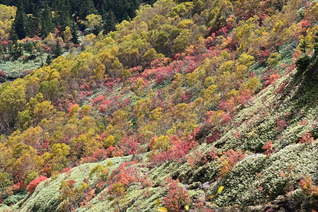 色づく山肌