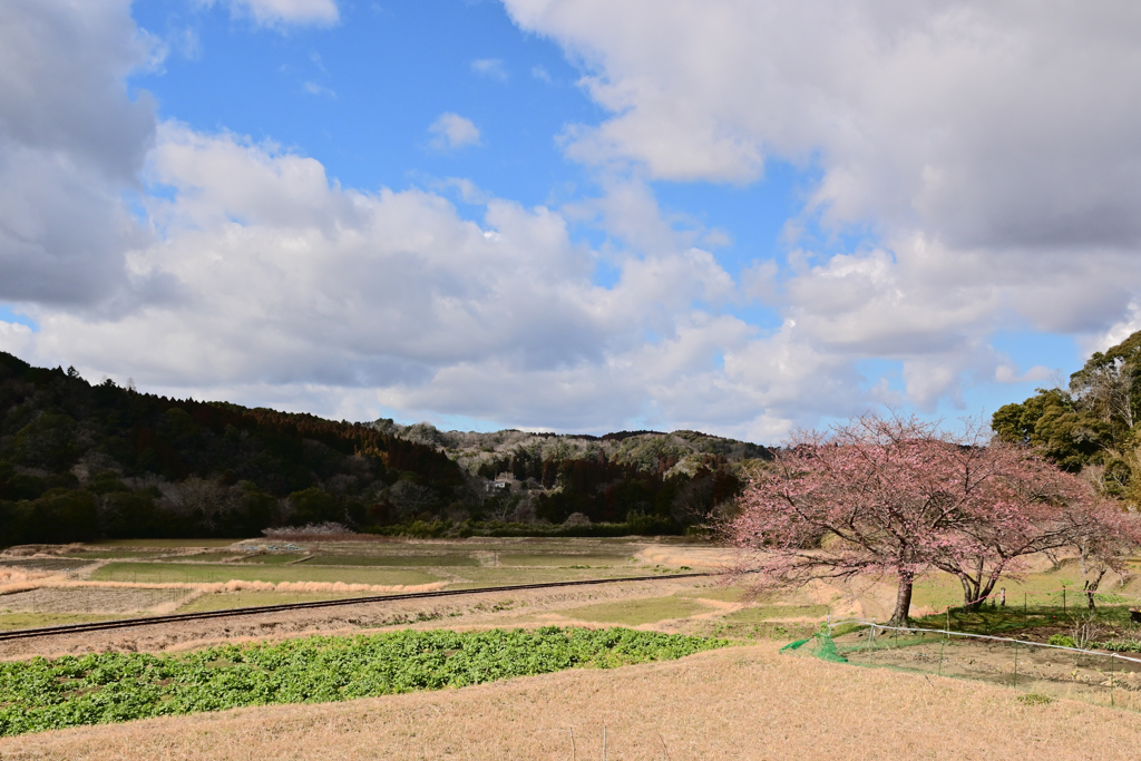 小湊鉄道さと山ウオーク 48