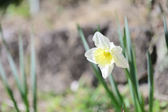 庭のスイセン 2