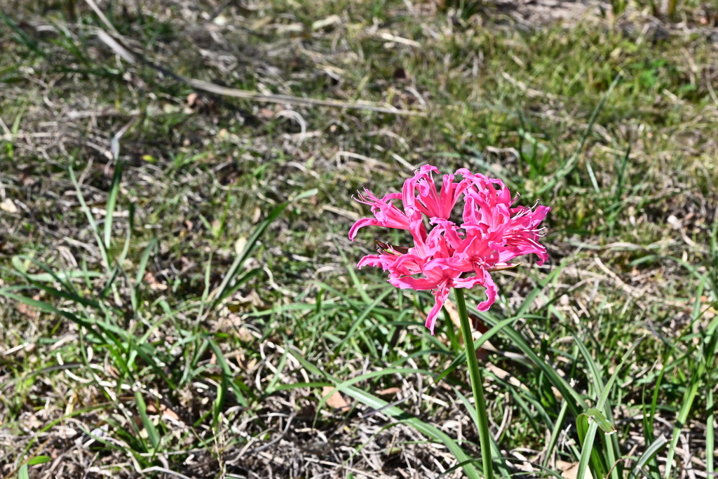 千葉の山歩き 14