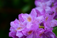 雨の日