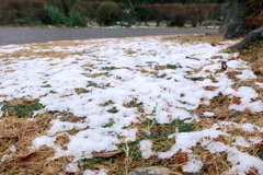 庭にも雪