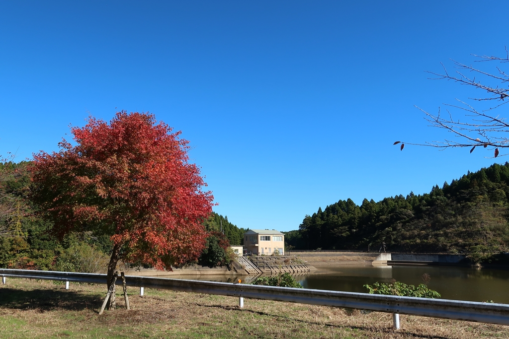 ダム湖の紅葉