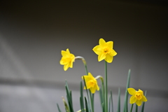 庭のスイセン 3