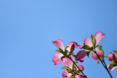 庭の花水木