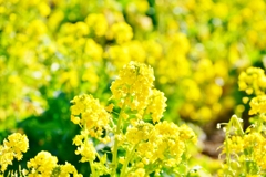 千葉県の花