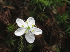 2016 大菩薩嶺 4