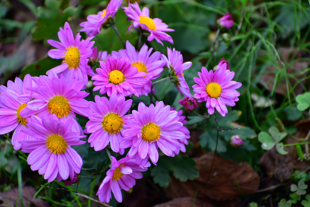 庭の花 14