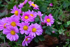 庭の花 14