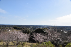 野見金公園の桜