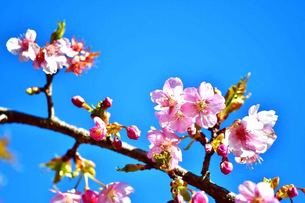 桜日和