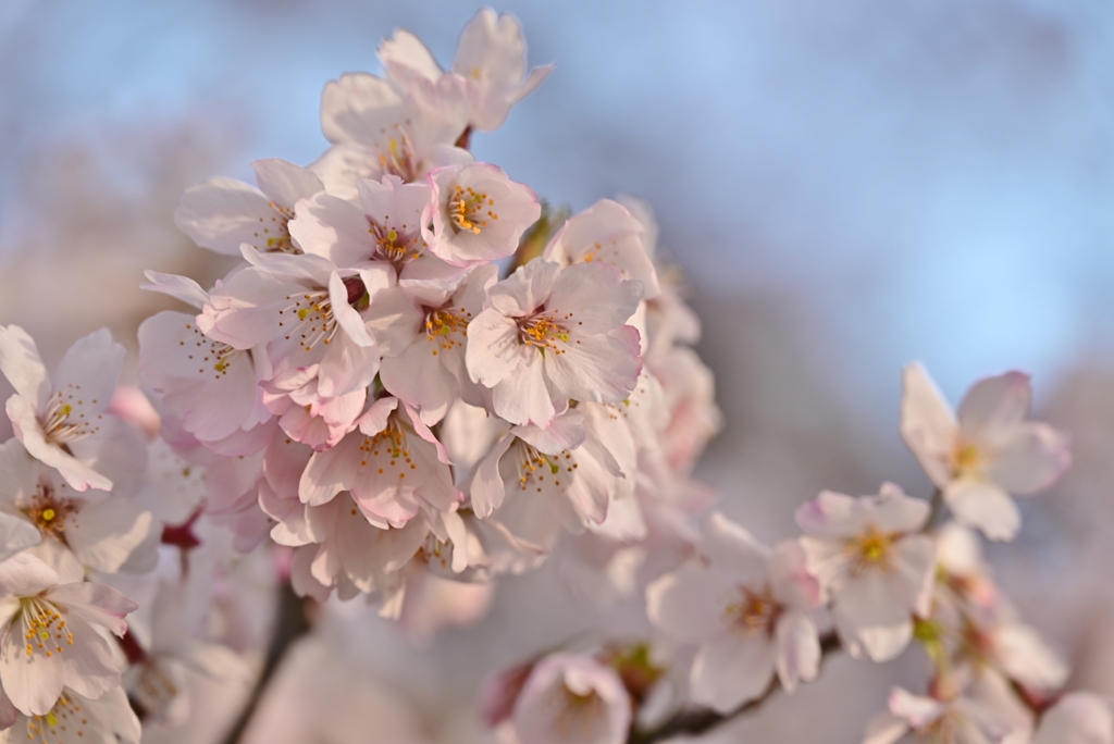 公園の桜 5