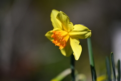 庭のスイセン 1