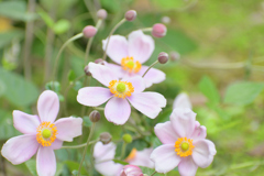 庭の花8