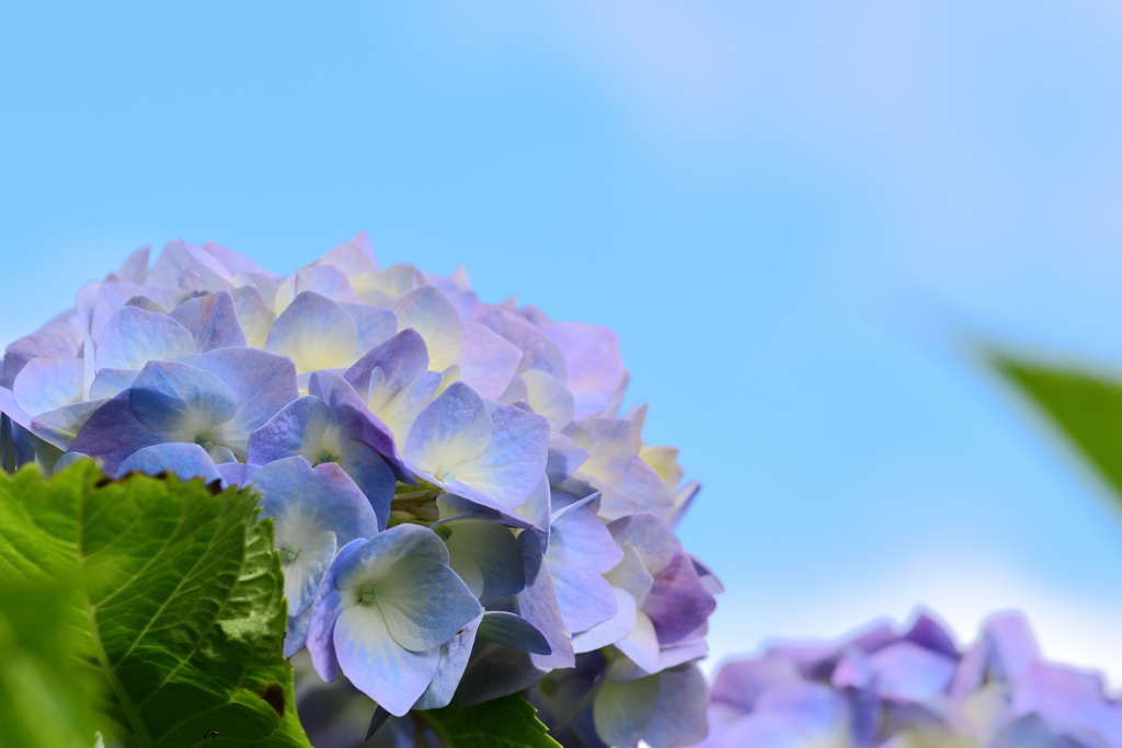 公園のアジサイ 7